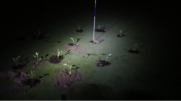 Seedlings planted by Extinction Rebellion climate activists on a golf course in Gorraiz, near Pamplona in a photograph released on July 2, 2023