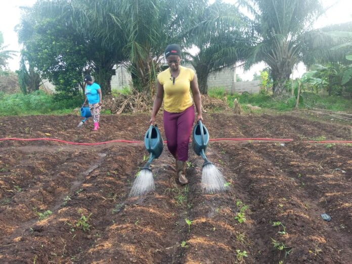 Ama Serwaa Ennin, a 23-years old nurse, using watering cans to water her nursery beds at Mampong, Ashanti