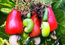 Dormaa East District Assembly distributes cashew, coconut seedlings under PERD