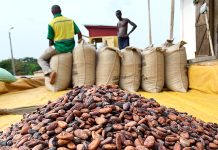 Ghana, Côte d’Ivoire Renew Push for Sustainable Cocoa Economy
