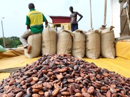Ghana, Côte d’Ivoire Renew Push for Sustainable Cocoa Economy