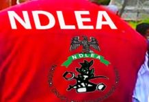 NDLEA Nabs 67-Year-Old Grandmum With Cocaine Hidden In Fake Plantains
