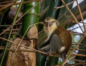 Protecting Primates: Ghana’s Conservation Efforts