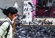 Pigeon feeding ban sparks debate in India