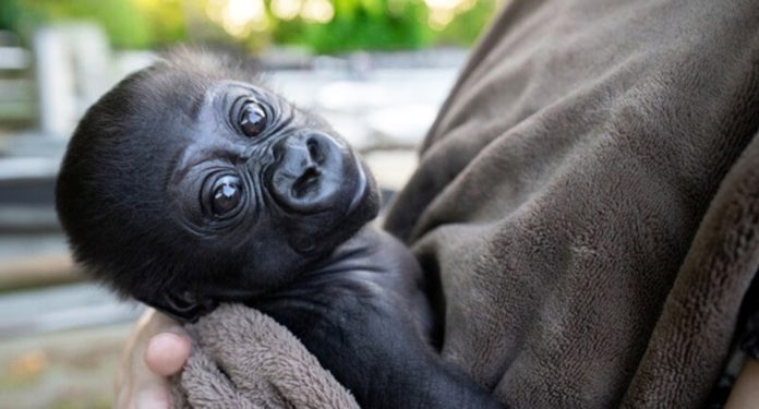 Baby Gorilla