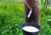 Government restricts Raw Rubber exports to boost local processing –stakeholders happy