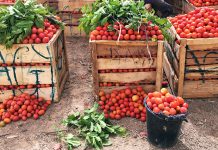 Editorial: Tomato, Onion Shortages Should Serve As A Wake-Up Call