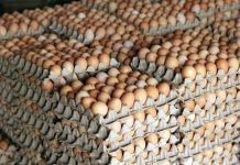 Egg suppliers seek gov’t intervention over Burkina Faso trade ban