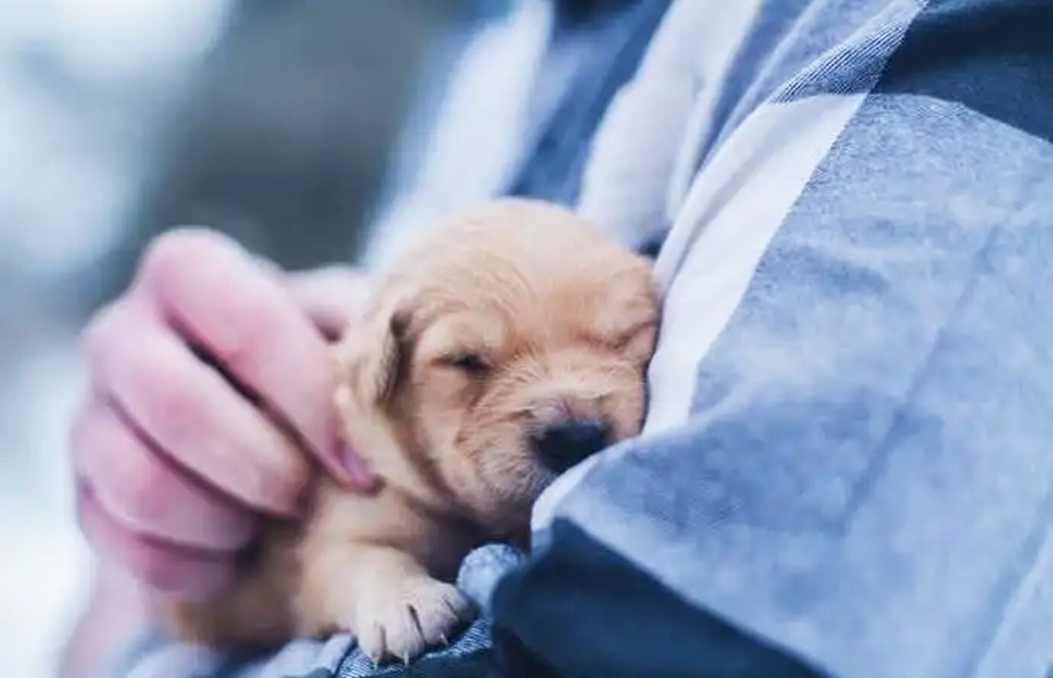 Dog Behaviors When They Are Trying to Tell You Something - The Ghanaian ...