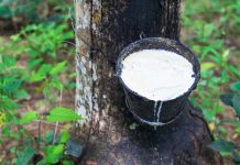 Rubber Export Ban will spur Industrial Growth – RUPAG