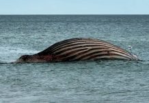 Whale to be removed from Danish island after failed German rescue