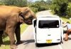 Three killed in Uganda after crashing into elephant