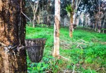 TCDA CEO pushes for Value Addition for Ghana’s Cashew, Shea and Rubber Sectors
