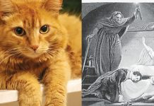 Cat goes viral for stealing the show in ‘Romeo and Juliet’ performance