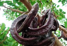 15 Benefits of Prekese (Tetrapleura Tetraptera)