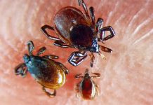 Bad Bugs: Identifying Bugs and Their Bites