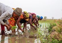 Africa Women’s Day: Urban-rural divide deepens inequality for African women, Afrobarometer survey shows