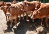 France relaxes strict cheese-making rules after prolonged drought