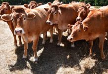 France relaxes strict cheese-making rules after prolonged drought