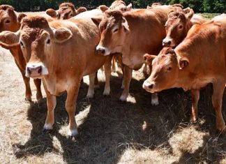 France relaxes strict cheese-making rules after prolonged drought