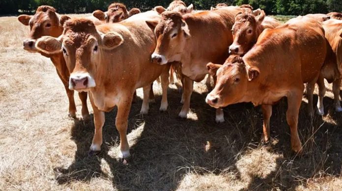 This summer's drought has left much of France's pastures parched
