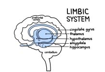 When the Eyes Cannot See, the Brain Listens