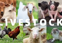 CSD reform boosts livelihoods at Lewuniyiri with skills training, livestock support