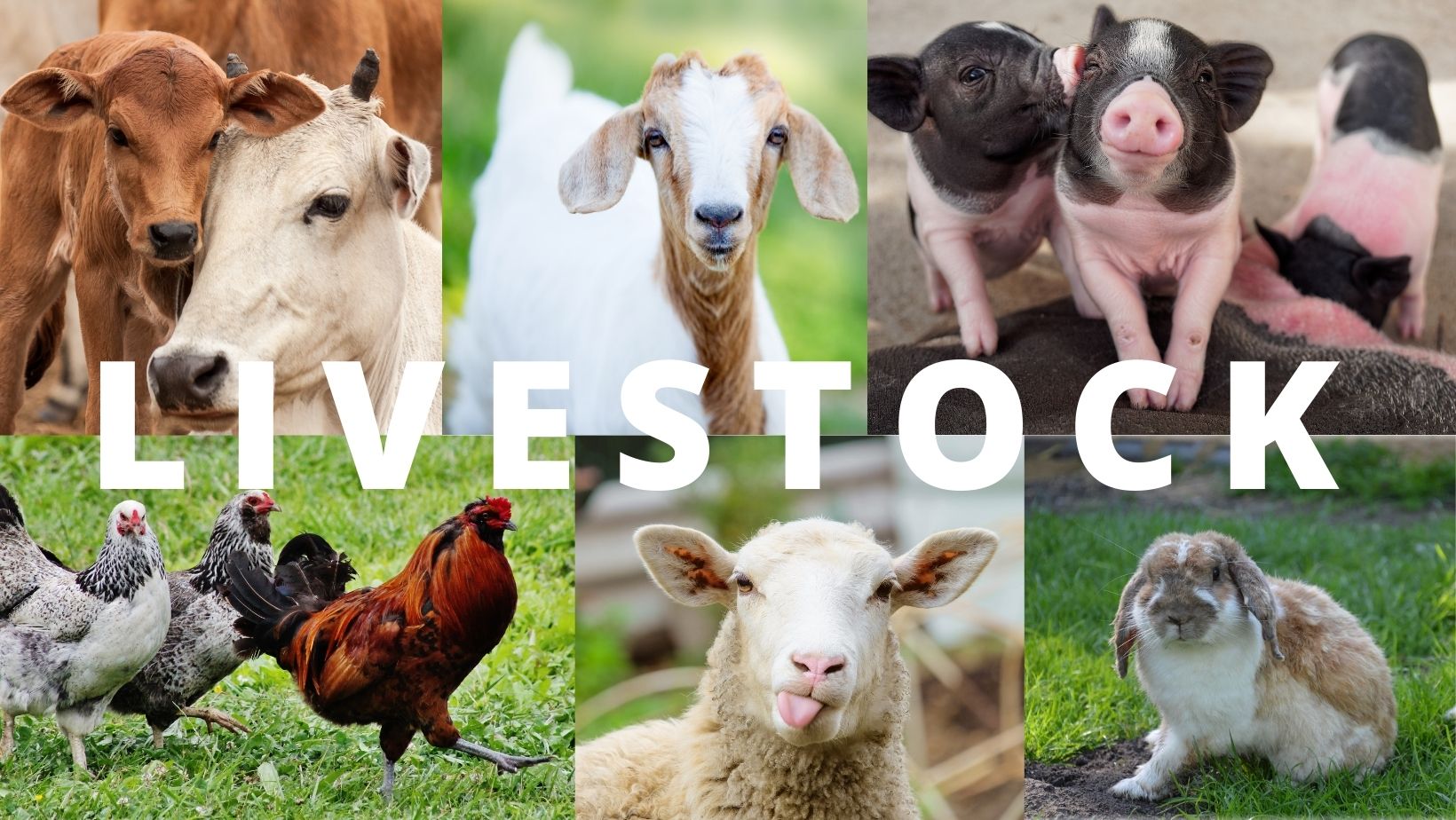 CSD reform brings skills training and livestock support to vulnerable households in Lewuniyiri