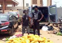 ‘Bonsam tawa’ smugglers in the cooler